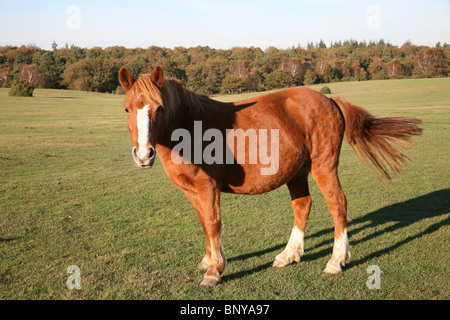 Poney New Forest sauvages sur le pâturage des landes dans la New Forest, Hampshire, Royaume-Uni Banque D'Images