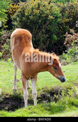 New Forest Pony Brown Wild pâturage extensif sur les landes dans la New Forest, Hampshire, Royaume-Uni Banque D'Images