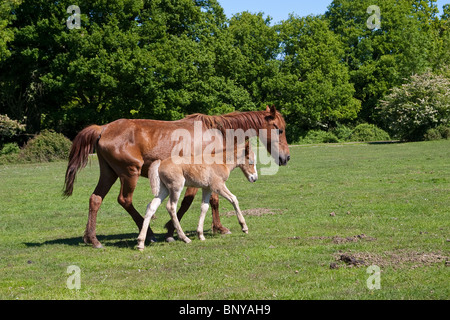 Poney New Forest sauvages et poulain pâturage sur la lande dans la New Forest, Hampshire, Royaume-Uni Banque D'Images