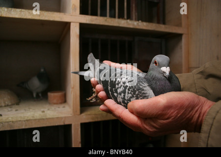 Pigeon de manipulés dans la mezzanine, Rutland, UK Banque D'Images