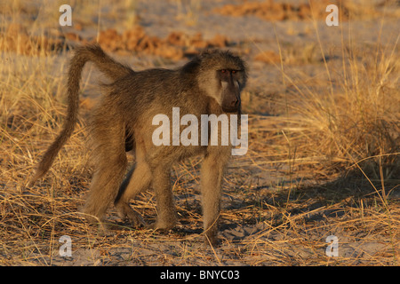 Le babouin (Papio cynocephalus savane ursinus) dans le Delta de l'Okavango, au Botswana. Banque D'Images