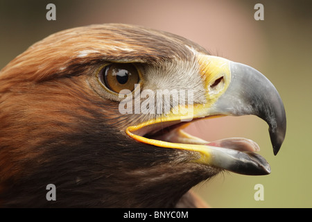 Portrait d'un Aigle royal (Aquila chrysaetos). Banque D'Images