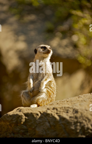 Meerkat sur service de sentinelle. Maintien de la Garde côtière canadienne pour les prédateurs. Banque D'Images