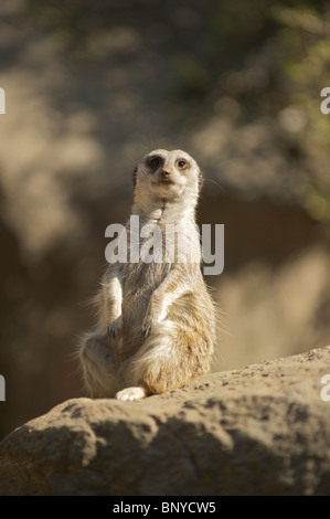 Meerkat sur service de sentinelle. Maintien de la Garde côtière canadienne pour les prédateurs. Banque D'Images