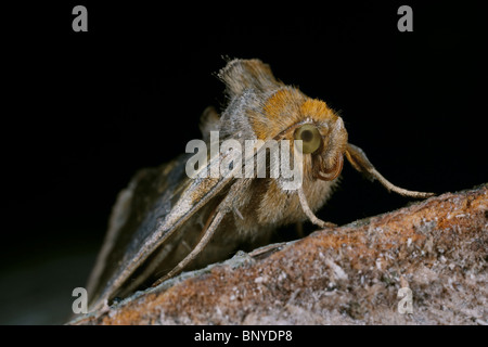 Laiton Bruni, Diachrysia chrysitis spongieuse, Cumbria, Royaume-Uni Banque D'Images