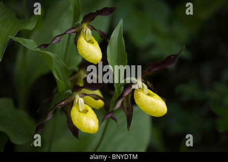 Lady Slipper Orchid sauvage et libre au Royaume-Uni Banque D'Images