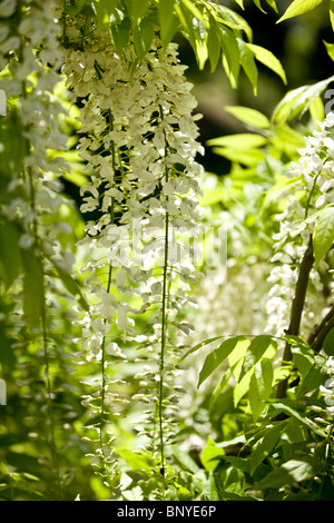 Glycine blanche floraison bush en été Banque D'Images