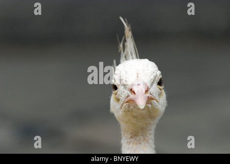 Close-up of white Peacock Banque D'Images