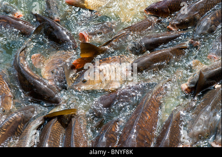 Cyprinus carpio. La carpe d'Essaimage du poisson au bord d'un lac Banque D'Images