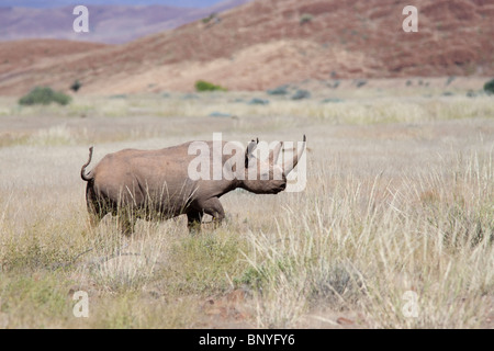 Desert-adapté Black rhino bull, Diceros bicornis, région de Kunene, Namibie Banque D'Images