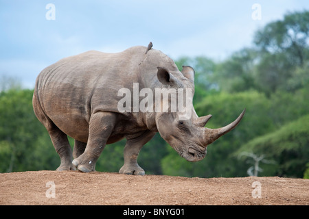 Le rhinocéros blanc, Ceratotherium simum, Hlane Royal national park, Swaziland, Afrique Banque D'Images