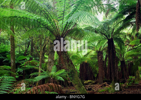 Forêt de fougères en Mt Field National Park, Tasmanie, Australie Banque D'Images