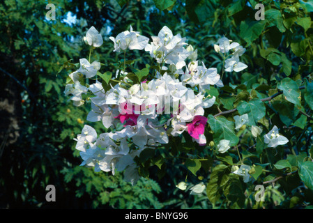 Manama Bahrain Bougainvillea In Park Banque D'Images