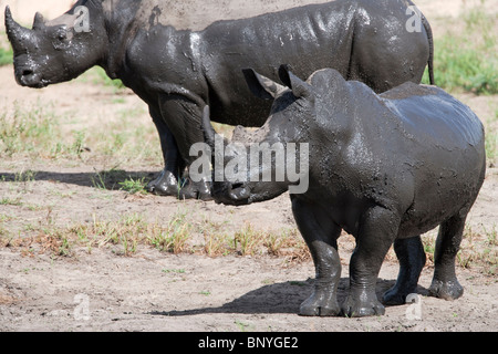 Rhinocéros blanc, Ceratotherium simum,après boueux se vautrer, Kruger National Park, Afrique du Sud Banque D'Images