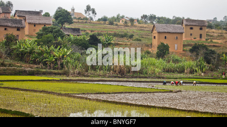 Les femmes le repiquage du riz sur une rizière dans le centre de Madagascar. Village typique avec des bananiers est en arrière-plan. Banque D'Images