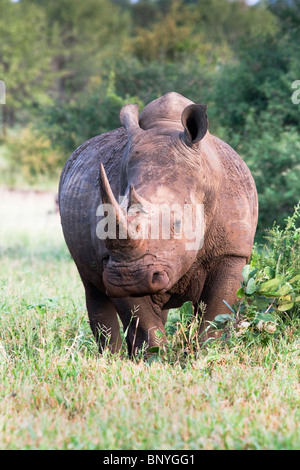 Le rhinocéros blanc Ceratotherium simum, Bull, Kruger National Park, Afrique du Sud Banque D'Images