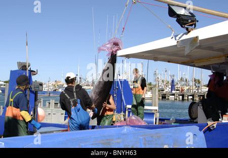 Going Down - navires australiens n'emploient pas de DCP, parce qu'ils sont principalement la pêche aux lignes de fond pour le thon obèse et l'Albacore Banque D'Images