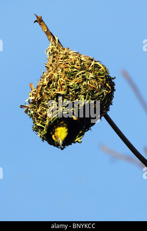 Tête noire weaver ploceus cucullatus en nid - Banque D'Images