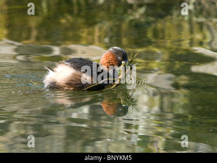 Grèbe castagneux (Tachybaptus ruficollis). Banque D'Images