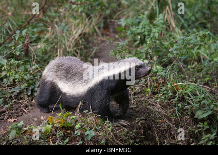 Honey Badger ou ratel Mellivora capensis,, Banque D'Images