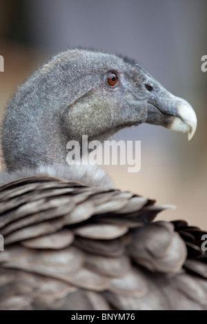 Close-up d'un condor juvénile en captivité, Bruges, Flandre occidentale, Belgique. Banque D'Images