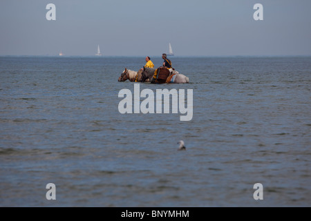 Les pêcheurs belges sur l'pataugeant dans la mer du Nord pour une forme traditionnelle de la pêche crevettière, Oostduinkerke, Belgique. Banque D'Images