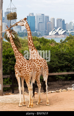 Les Girafes au Zoo de Taronga alimentation avec une toile de fond pittoresque de la ville de Sydney. Sydney, New South Wales, Australia Banque D'Images