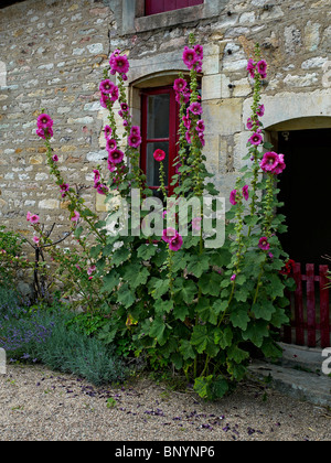 Photo de la floraison de roses trémières dans une cour Banque D'Images