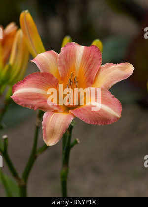 Close up photo de Hemerocallis 'Chicago Peach' Banque D'Images