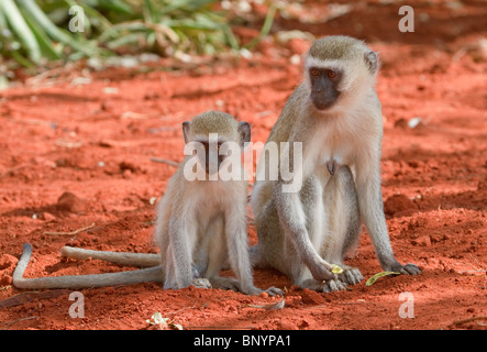 Singe vervet femelle (Chlorocebus, pygerythrus) avec un bébé, parc national de Tsavo East, Kenya Banque D'Images