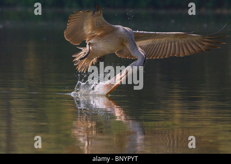 Soif, la liberté, les Oiseaux, vol, l'Inde, de la faune, nature, prédateurs, proies, chasse, pêche, boire, facturés sur place, Splash pelican Banque D'Images