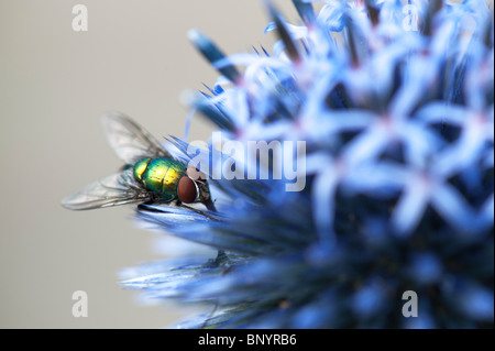 Bouteille vert-fly sur Echinops ritro veitchs (globe thistle) flower Banque D'Images