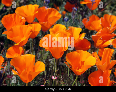 Coquelicots de Californie orange au milieu jour soleil. Banque D'Images