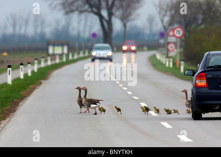 Famille des oies cendrées, des oies cendrées (Anser anser), de pair avec ses oisillons nouvellement éclos traverser une rue passante, Autriche Banque D'Images