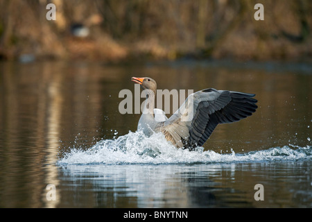 / Oie cendrée oie cendrée (Anser anser) atterrissage avec ailes déployées dans le lac, Allemagne Banque D'Images