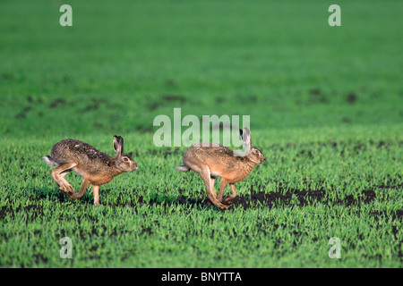 European Brown Hare (Lepus europaeus), buck chasing doe dans la zone pendant la saison de reproduction, Allemagne Banque D'Images