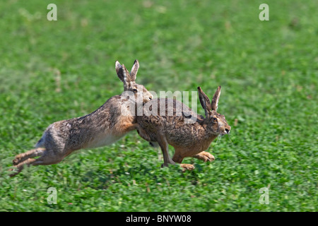 European Brown Hare (Lepus europaeus), buck chasing doe pendant la saison de reproduction, Allemagne Banque D'Images