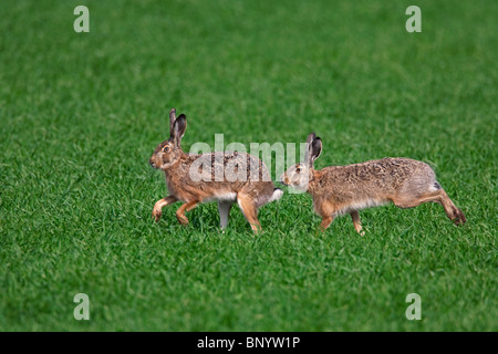 European Brown Hare (Lepus europaeus), buck chasing doe pendant la saison de reproduction, Allemagne Banque D'Images