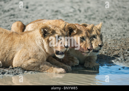 Lion cub boire, Serengeti, Tanzanie Banque D'Images