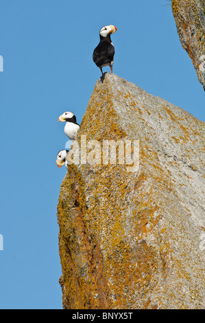 Stock photo de macareux cornu trois perché sur un rocher. Banque D'Images