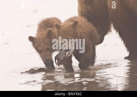 Stock photo de l'ours brun d'Alaska deux oursons jouant avec un poisson. Banque D'Images