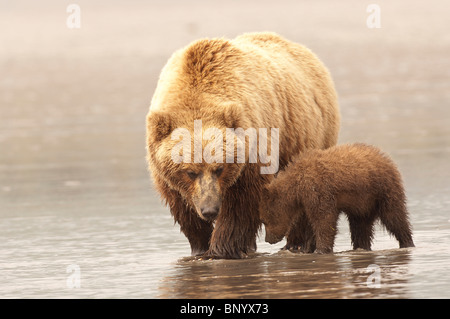 Stock photo d'une mère ours brun lui enseignant cub pour aller sur la récolte des myes à marée, Lake Clark National Park, Alaska. Banque D'Images