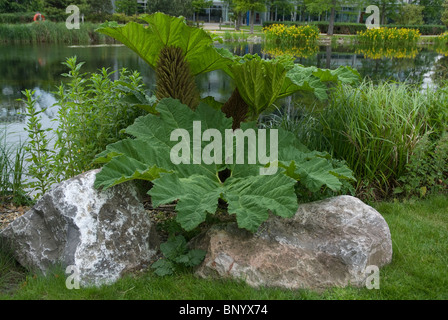 Gunnera près du lac dans le parc de Chiswick Business Park, Chiswick London UK Banque D'Images