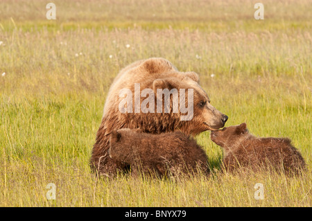 Stock photo d'un ours brun côtières de l'Alaska sow nuzzling son petit dans un pré. Banque D'Images