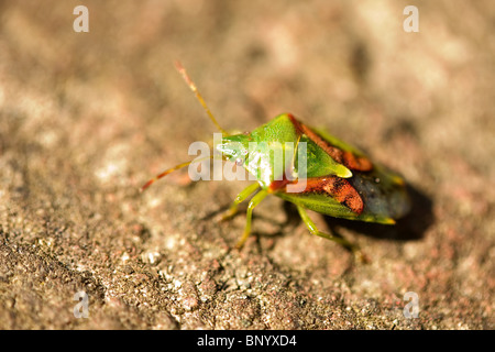 Bug Shield Juniper Banque D'Images