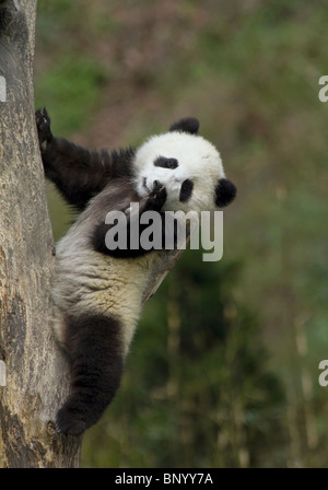 Un jeune panda cub utilise une branche d'arbre comme un dossier, Sichuan, Chine Banque D'Images