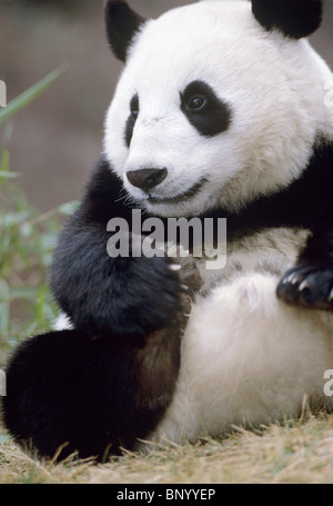 Panda géant de Wolong, dans la province du Sichuan, Chine Banque D'Images