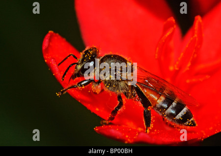 Pollen d'abeille recouverte de fleurs sur Banque D'Images