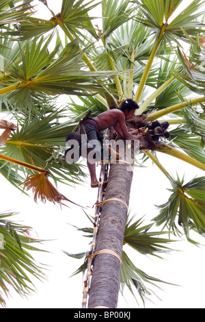 L'homme récolte des fruits de la Palmyre ou toddy palm, près de Bagan, Myanmar Banque D'Images