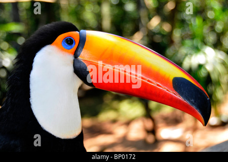 Toucan toco Ramphastos toco,, Foz Do Iguacu, Parana, Brésil Banque D'Images